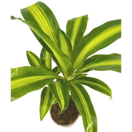 Dracaena fragrans Massangeana – Ø17cm Höhe 60–80cm – Pflegeleichte Zimmerpflanze mit grün-gelben Blättern – Drachenbaum für Wohnzimmer, Büro & Innenräume