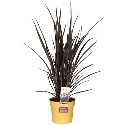 Neuseeländer Flachs – Phormium Rubra Nana – 70cm hoch – Ø19cm – Roter Zierflachs für Garten & Terrasse