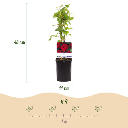 Kletterrose Rosa Red Climber – 2 Pflanzen 11cm – ca. 40cm hoch – Dunkelrote duftende Blüten – Pflegeleicht & robust – Ideal für Wände, Zäune & Pergolen