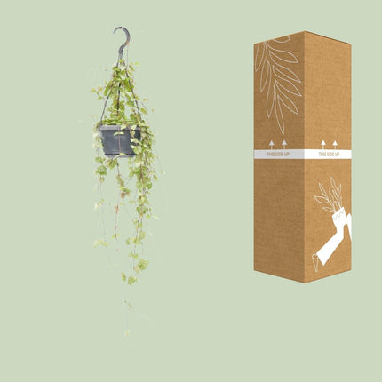 Leuchterblume – Ceropegia linearis 'Iris' – Zimmerpflanze – Ø14cm – ↕38cm – Hängende Sukkulente mit herzförmigen Blättern – Pflegeleicht & dekorativ