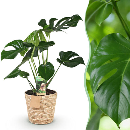 Monstera Deliciosa – 70-80cm – 21cm inkl. Naturkorb – Pflegeleichtes Fensterblatt
