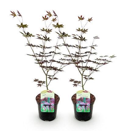 Japanischer Ahorn – Acer palmatum 'Trompenburg' – 2 Pflanzen – ca. 70cm hoch – Ø19cm – dunkelviolette Blätter – Balkon – & Gartenpflanze