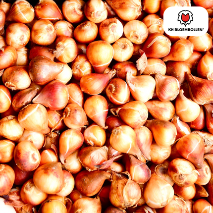 Columbus Tulpenzwiebeln – 20 Blumenzwiebeln – Rosa-weiße Pioentulpen – Gefüllte Blüte – Für Garten, Topf & Vase