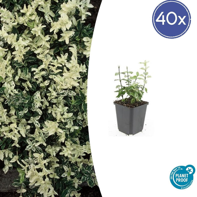 Kriechspindel – Euonymus fortunei 'Harlequin' – ↕10-25 cm – Ø9 cm – 40 Pflanzen – Bodendecker – Buntlaub – Sonne & Schatten – Pflegeleicht – Winterhart
