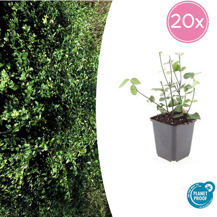 Purpur-Kriechspindel Euonymus fortunei 'Coloratus' – ↕10-25cm – Ø9cm – 20 Pflanzen – Bodendecker – Winterhart – Herbstbeeren – Pflegeleicht