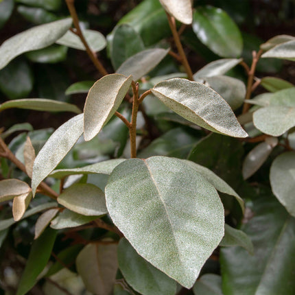 Ölweide Elaeagnus ebbingei Compacta – 8 Pflanzen für 1 lfm Hecke – Immergrün – 9cm – Höhe 30-35cm