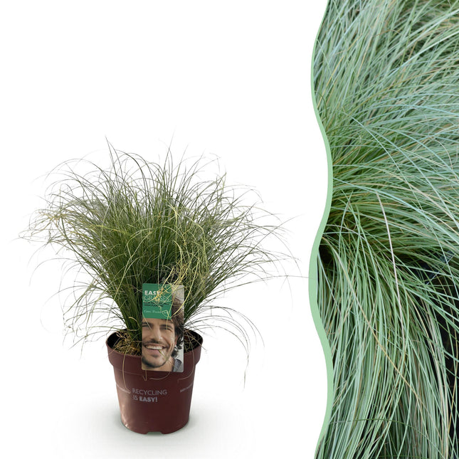 Ziergras Segge Carex comans Frosted Curls – Grün mit silbrigem Schimmer – Immergrün & winterhart – Höhe ca. 50cm – 17cm