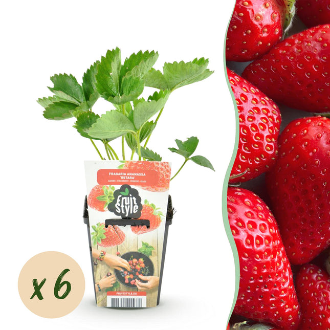 Erdbeerpflanzen Fragaria Elsanta winterhart 6 Pflanzen Höhe 30cm Ø9cm – Rote Erdbeere für Beet Balkon & Topf