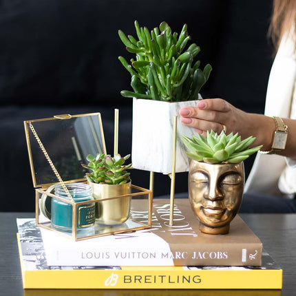 Sukkulenten Set – 4 Pflanzen – Zimmerpflanzen im Ø9cm – Pflegeleicht & dekorativ – Ideal für Zuhause, Büro & Geschenkideen