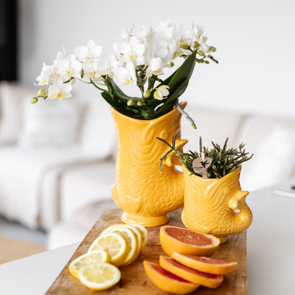 Weiße Orchidee Nazaré – Ø9 cm – Zimmerpflanze im sommerlichen Fischtopf Orange – Elegante Blüten für Wohnzimmer & Esstisch