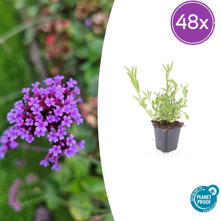 Verbena bonariensis – 48 Pflanzen – ↕10-25cm – Ø9cm – Luftige Staude – Lila Blüten – Sommer- & Herbstblüher – Bienenfreundlich & Winterhart