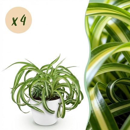 Chlorophytum Comosum Bonnie Lockige Graslilie – 4er Set Zimmerpflanzen im weißen Topf Ø12cm Höhe20cm – Haustierfreundliche Grünpflanze