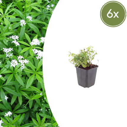 Galium odoratum Waldmeister – 6 Pflanzen – Ø9cm – Höhe 10-25cm – Duftender Bodendecker – Weiße Blüten – Pflegeleicht für Schattenbeet & Naturgarten