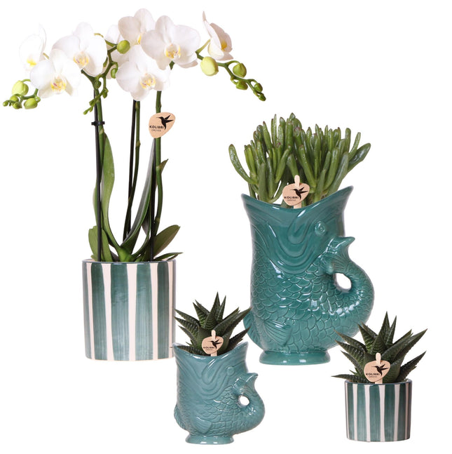 Set mit weißer Orchidee Amabilis & Sukkulenten – Blühende Zimmerpflanzen in keramischen Ziertöpfen Ø9 cm & Ø6 cm – Frisch vom Züchter