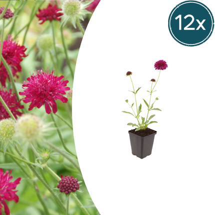 Knautia macedonica – 12 Pflanzen – Ø9cm – Höhe 10-25cm – Winterharte Staude – Tiefrote Blütendolden – Bienen