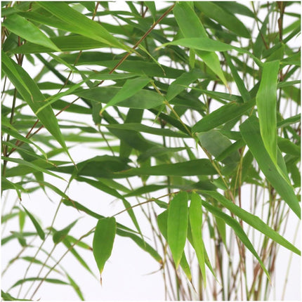 Fargesia Rufa – Nicht-Ausbreitender Bambus – Ø7cm – ↕15cm – 6 Pflanzen – Winterhart & Pflegeleicht – Für Hecken, Garten & Terrasse