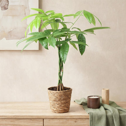 Pachira Aquatica – Geflochtener Stamm – Geldbaum – 2 Pflanzen – 60-70cm – 17cm – Pflegeleichte Zimmerpflanze mit handförmigen Blättern