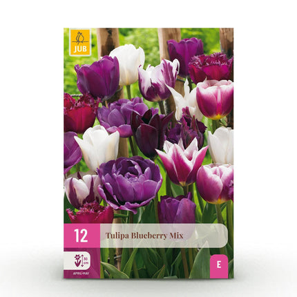Blumenzwiebeln Tulipa Blueberry Mix – Verschiedene Farben – 12 Stück – Zwiebelgröße 11/12 – Bunte Tulpenmischung für Garten, Balkon & Terrasse – Frühjahrsblüher