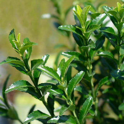Euonymus japonicus Green Spire – 8 Pflanzen für 1 Meter Hecke – Immergrüner Japanischer Spindelstrauch – 20–25cm hoch im 9cm Topf – Winterharte & pflegeleichte Heckenpflanze