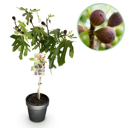 Feigenbaum Ficus carica Little Miss Figgy – 19cm Höhe ca.90cm – Winterhart & laubabwerfend – Kompakter Feigenbaum mit grünen Früchten