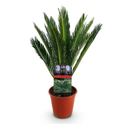 Cycas revoluta Sagopalmfarn – 45cm – 14cm – Pflegeleichte Zimmerpflanze mit fiederartigen Blättern – Exotischer Blickfang für Wohn – & Arbeitsräume