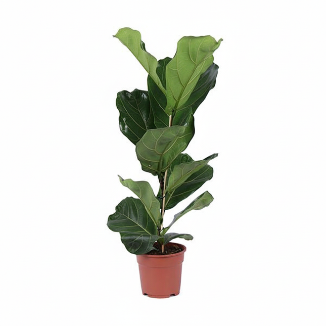 Ficus Lyrata – ca.80cm Zimmerpflanze – Geigenfeige mit großen Blättern – Grünpflanze für Wohnzimmer Büro & Wintergarten – Modern & pflegeleicht