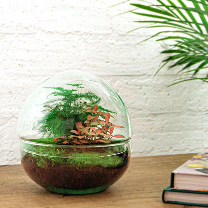 DIY Flaschengarten Set – Dome Glas Rot – Ø20cm x H20cm – Selbstversorgendes Pflanzterrarium mit Fittonia, Spargel & Moos – Mini – Pflegeleicht