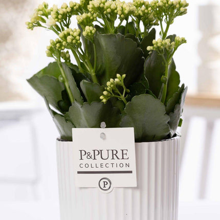 Kalanchoe Weiß in Keramiktopf Grün – Ø12cm ↕27cm – Blühende Zimmerpflanze weiß blühend – Pflegeleicht & langlebig