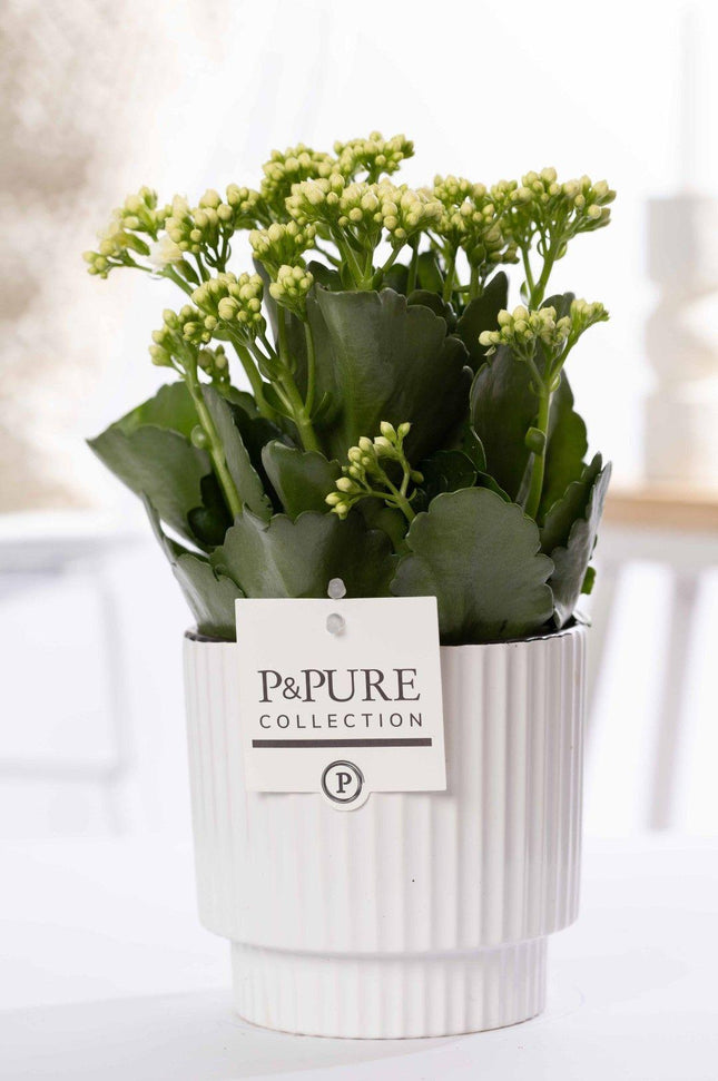Kalanchoe Weiß in Keramiktopf Grün – Ø12cm ↕27cm – Blühende Zimmerpflanze weiß blühend – Pflegeleicht & langlebig