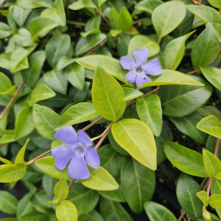 Vinca minor 'La Grave' – Immergrüner Bodendecker – Violette Blüten – 48 Pflanzen – 10–25 cm – Ø9 cm – Robuste, pflegeleichte Unterpflanzung für Garten, Beete & Steingärten – Schattentolerant