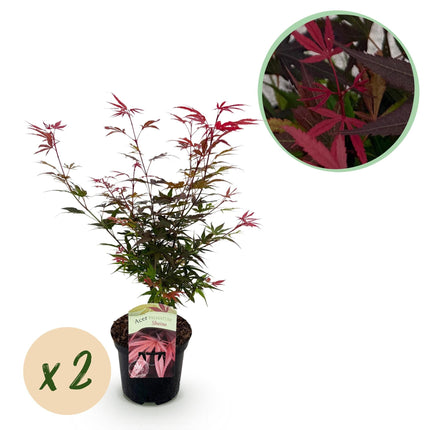 Japanischer Ahorn – Acer palmatum 'Shaina' – 2 Pflanzen – ca. 70 cm hoch – Ø19 cm – tiefrote Blätter – Balkon- & Gartenpflanze