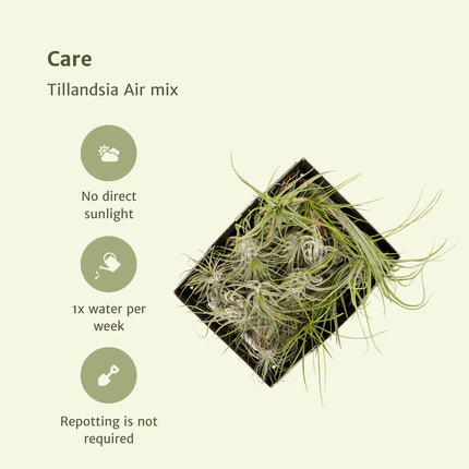 Tillandsia Air Mix – 5 Luftpflanzen – Ø6cm – Pflegeleichte Tillandsien – Mischung – Ohne Erde – Für helle Innenräume & kreative Deko