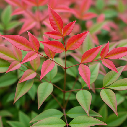 Nandina Obsessed – 2 Pflanzen 17cm Höhe ca.45cm – Immergrün & farbintensiv – Rotes Laub für Beet Balkon Terrasse