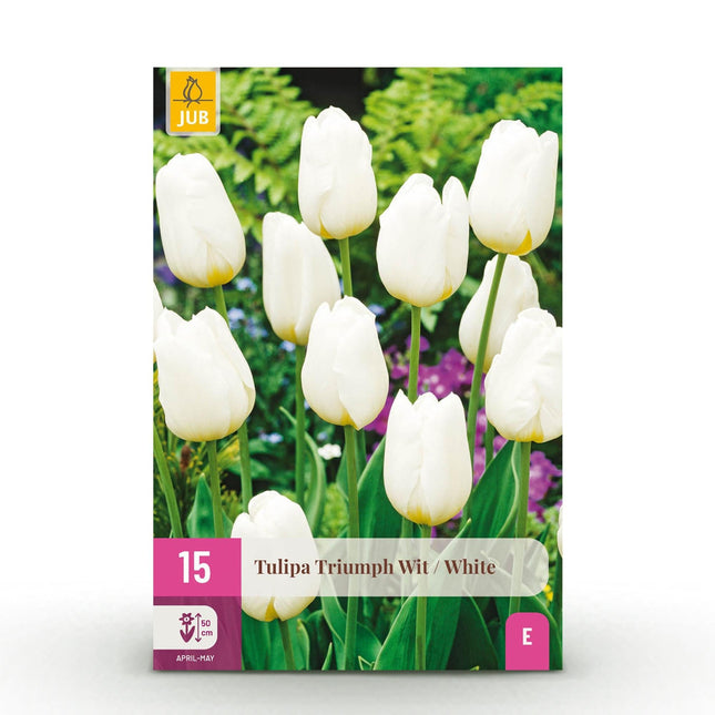 Blumenzwiebeln Tulipa Triumph White – Weiß – 15 Stück – Zwiebelgröße 11/12 – Elegante Triumph-Tulpen für Garten, Balkon & Terrasse – Frühjahrsblüher