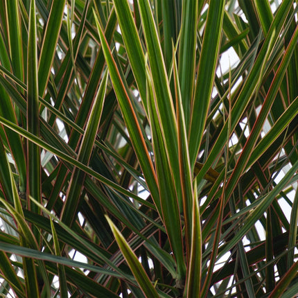 Dracaena Marginata – Drachenbaum – 17cm – Höhe 70-80cm – Pflegeleichte grüne Zimmerpflanze mit elegantem Blattwerk für Wohn – und Arbeitsräume