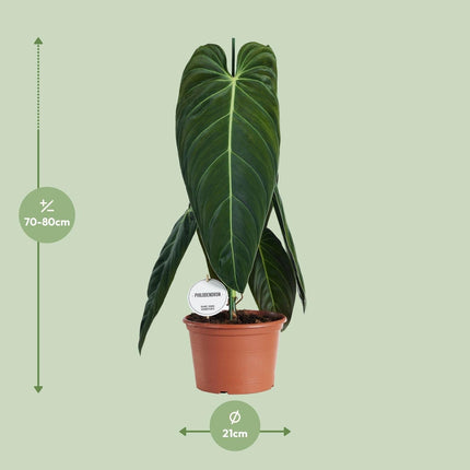 Philodendron Melanochrysum – Zimmerpflanze – Ø21cm – ↕75cm – Exotisches Klettergewächs mit samtigen Blättern – Pflegeleicht & luftreinigend – Für Wohnzimmer & Büro