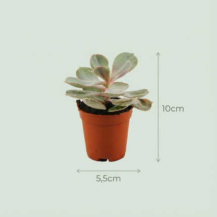 Mini Sukkulenten Mix – 6 Pflanzen – Ø5,5cm – Höhe 5-10cm – Pflegeleichte Zimmerpflanzen – Kleine Sukkulenten für Schalen Fensterbank & Wohnraum