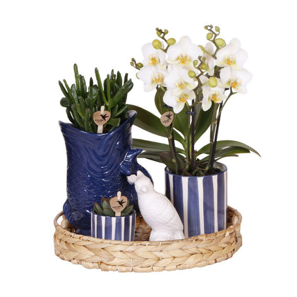 Pflanzenset Mediterranean Sunset – Weiße Phalaenopsis Orchidee Lausanne & Sukkulenten – 3 Pflanzen mit Keramik-Ziertöpfen – Inklusive Tablett – Mediterraner Stil