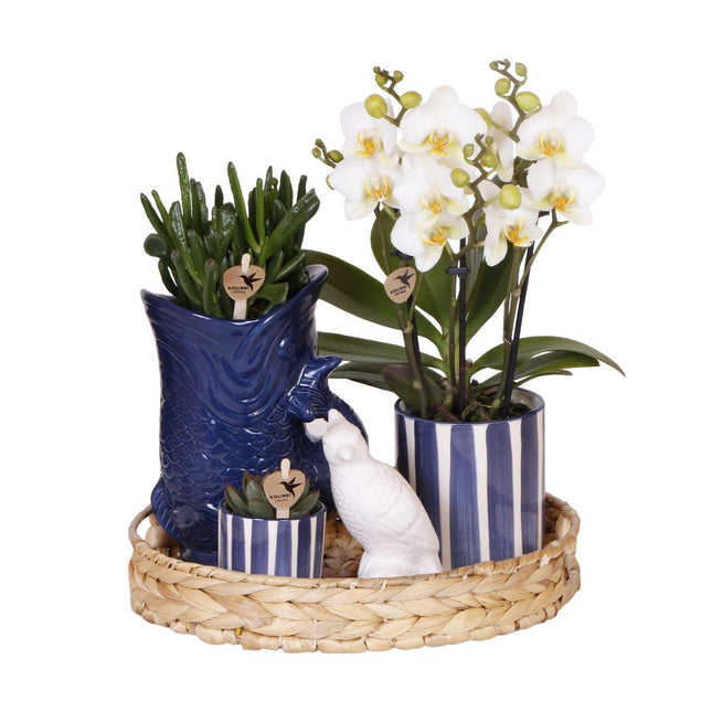 Pflanzenset Mediterranean Sunset – Weiße Phalaenopsis Orchidee Lausanne & Sukkulenten – 3 Pflanzen mit Keramik-Ziertöpfen – Inklusive Tablett – Mediterraner Stil
