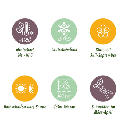 Hibiscus syriacus Tricolour – 3 Pflanzen 17cm – ca. 45cm hoch – Garteneibisch mit rosa, weißen & blauen Blüten – Winterharter Strauch – Pflegeleicht für Garten & Hecke