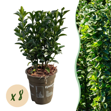 Euonymus japonicus Green Spire – 8 Pflanzen für 1 Meter Hecke – Immergrüner Japanischer Spindelstrauch – 20–25cm hoch im 9cm Topf – Winterharte & pflegeleichte Heckenpflanze