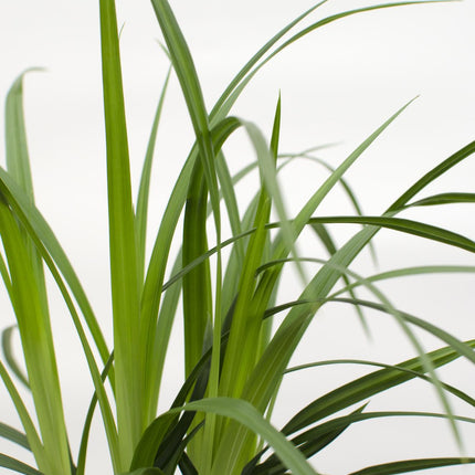 Carex morrowii 'Irish Green' – 3 Pflanzen – Immergrünes Ziergras – Ø14cm – Höhe ca. 30cm – robustes Garten-Gras für Sonne & Schatten