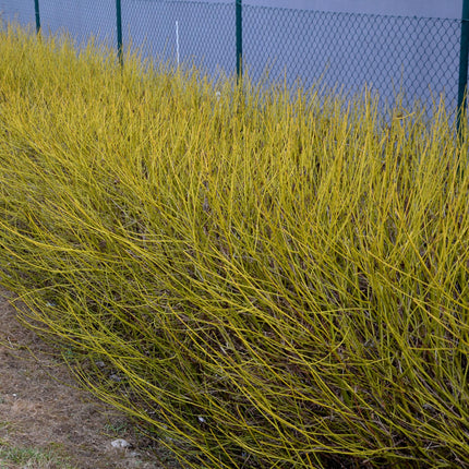 Cornus alba Flaviramea – Zierstrauch mit gelben Zweigen – 17cm – Höhe ca. 45cm – Laubabwerfender Hartriegel – Pflegeleicht & winterhart – Für Garten & Beetgestaltung