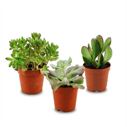 Mini Sukkulenten Mix 3 Pflanzen Ø5,5cm Höhe5-10cm – Pflegeleichte Mini – Sukkulenten mit fleischigen Blättern
