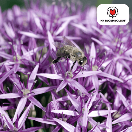 Allium 'Globemaster' – Zierlauch – violette Blütenkugeln – 5 Blumenzwiebeln – ↕80-100cm – bienenfreundliche Sommerblüher