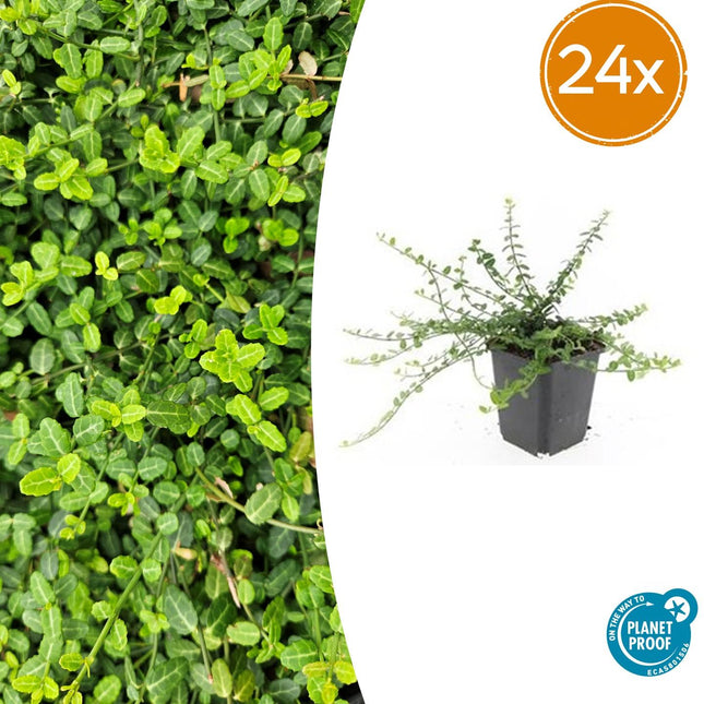 Euonymus fortunei 'Minimus' – Immergrüner Bodendecker – 24 Pflanzen – Ø9cm – ↕10-25cm – Winterhart & pflegeleicht