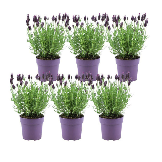 Echter Lavendel Lavandula stoechas Anouk – 6 Pflanzen – Duftender Schopflavendel – Ø12cm – Winterhart – Für Garten, Terrasse & Balkon