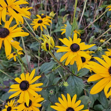 Leuchtender Sonnenhut Rudbeckia fulgida 'Goldsturm' – ↕10-25cm – Ø9cm – 60 Pflanzen – Winterharte Staude – Leuchtend gelbe Blüten – Bienenfreundlich