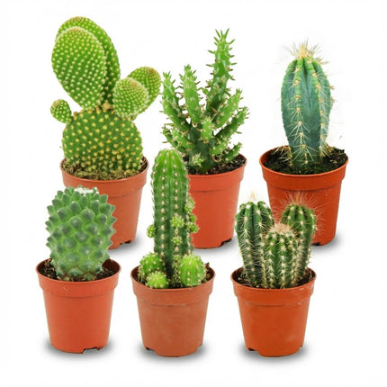Mini Kakteen Set – 6 Pflanzen – Ø5,5cm – Höhe 5-10cm – Pflegeleichte Zimmerpflanzen – Kleine Kakteen für Fensterbank Büro & Wohnraum