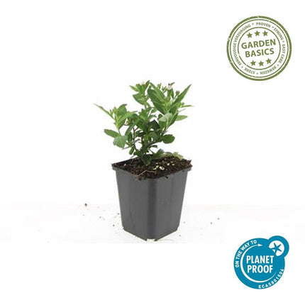 Wild-Aster Aster ageratoides 'Stardust' – ↕10-25cm – Ø9cm – 6 Pflanzen – Weißer Herbstblüher – Bienenfreundlich – Pflegeleicht